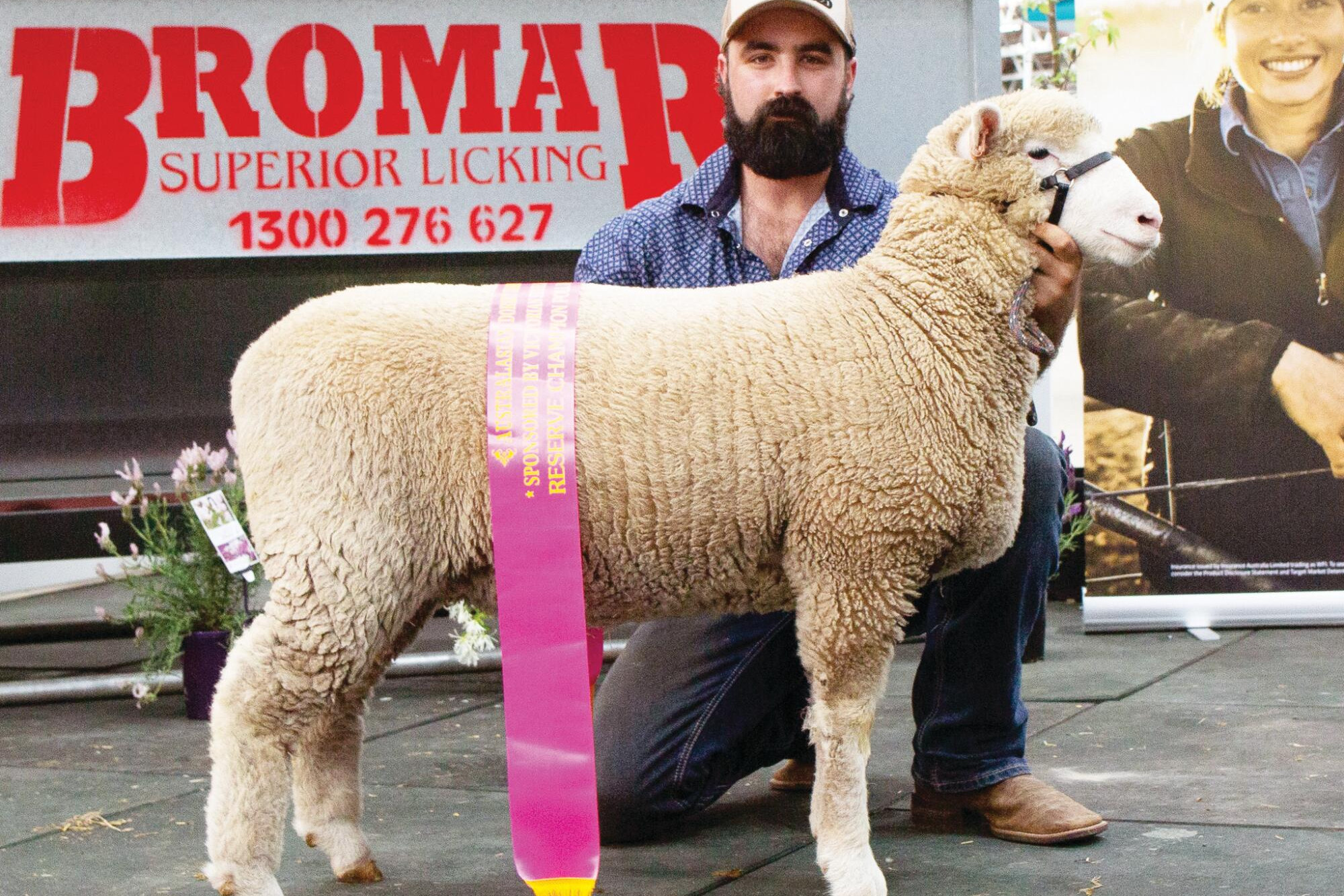 The genes that are topping prime lamb market - feature photo