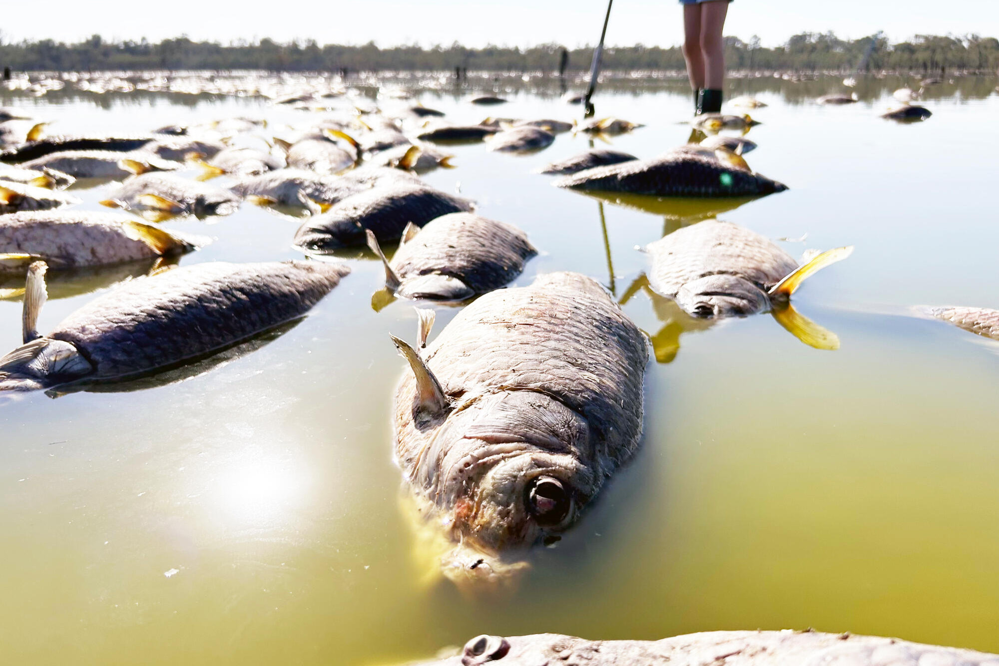 Salty water becomes too much for carp - feature photo