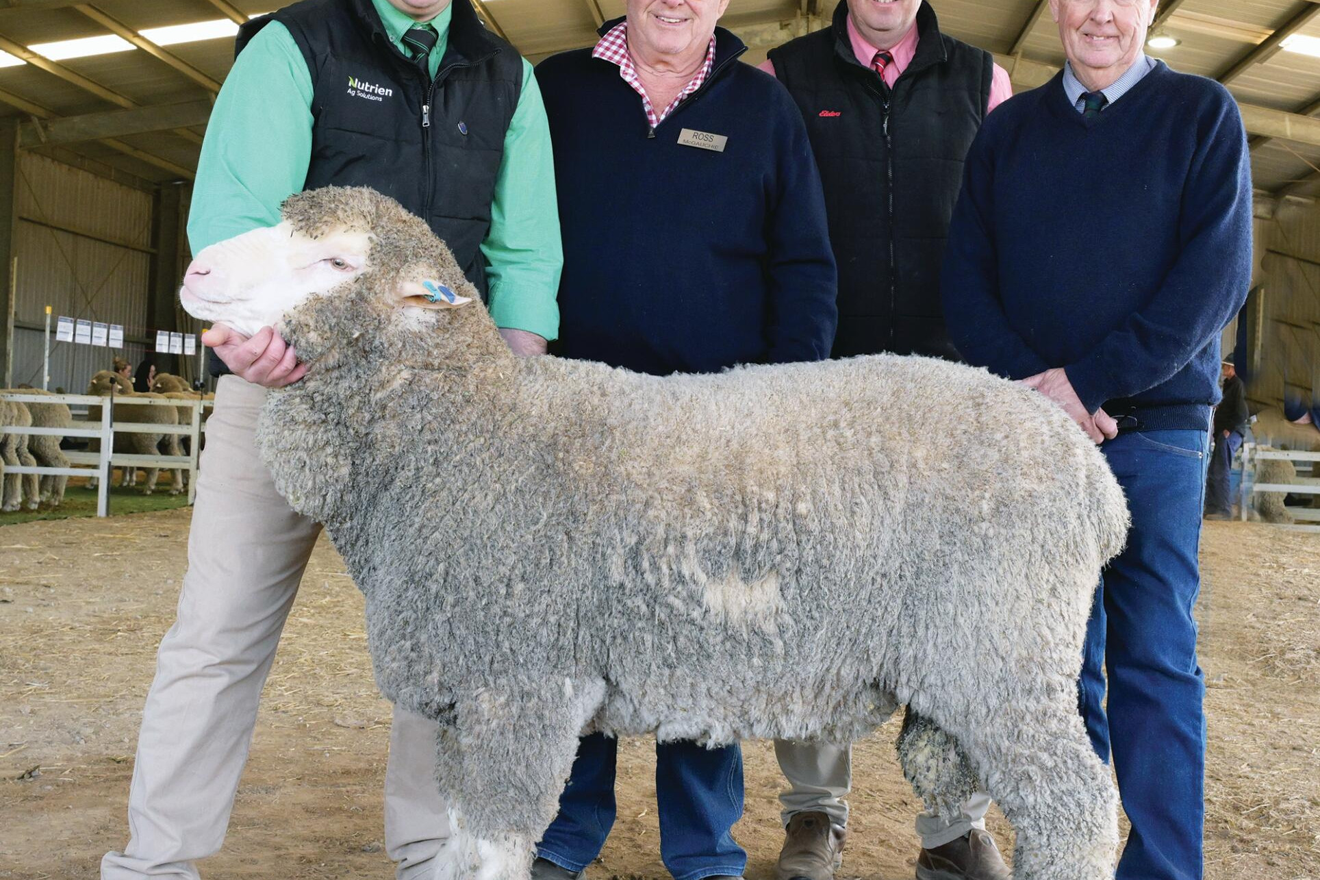 Nick Farley, Ross McGauchie, Ross Milne and Chris Bowman with the top-priced ram at Friday’s Merino season opening sale at Terrick West. LH PHOTO