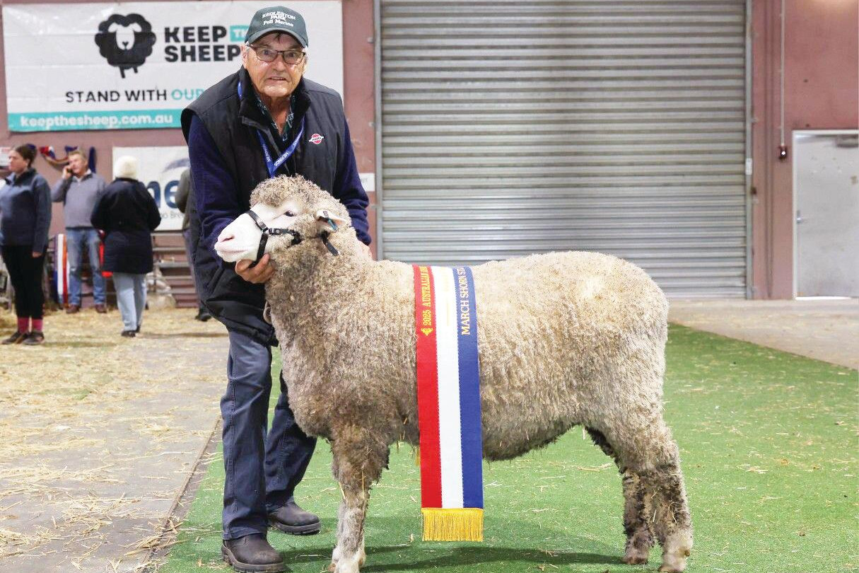 Breeding for flock profitability: Kedleston Park ram sale Friday - feature photo