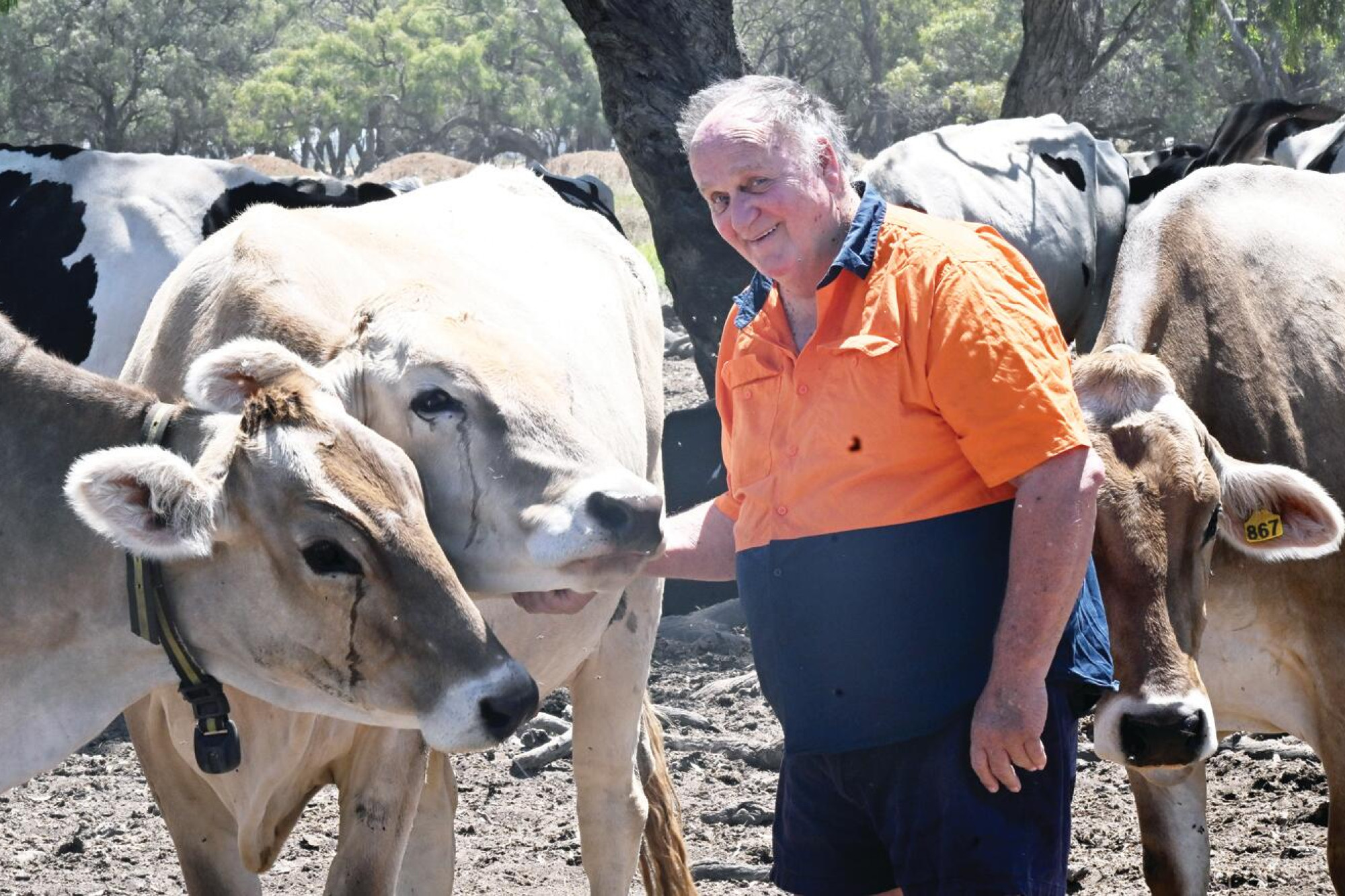Bill Govett ... champion of the breed’s big frame, high production and temperament. LH PHOTO