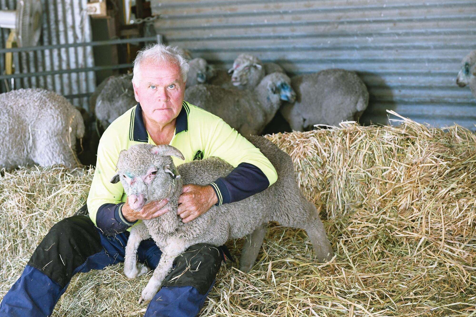 Reg Holt nurses Merino lambs back to health after a spurt in panic weed. LH PHOTO