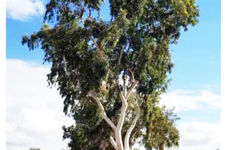 Streetscape tree choice questioned - feature photo