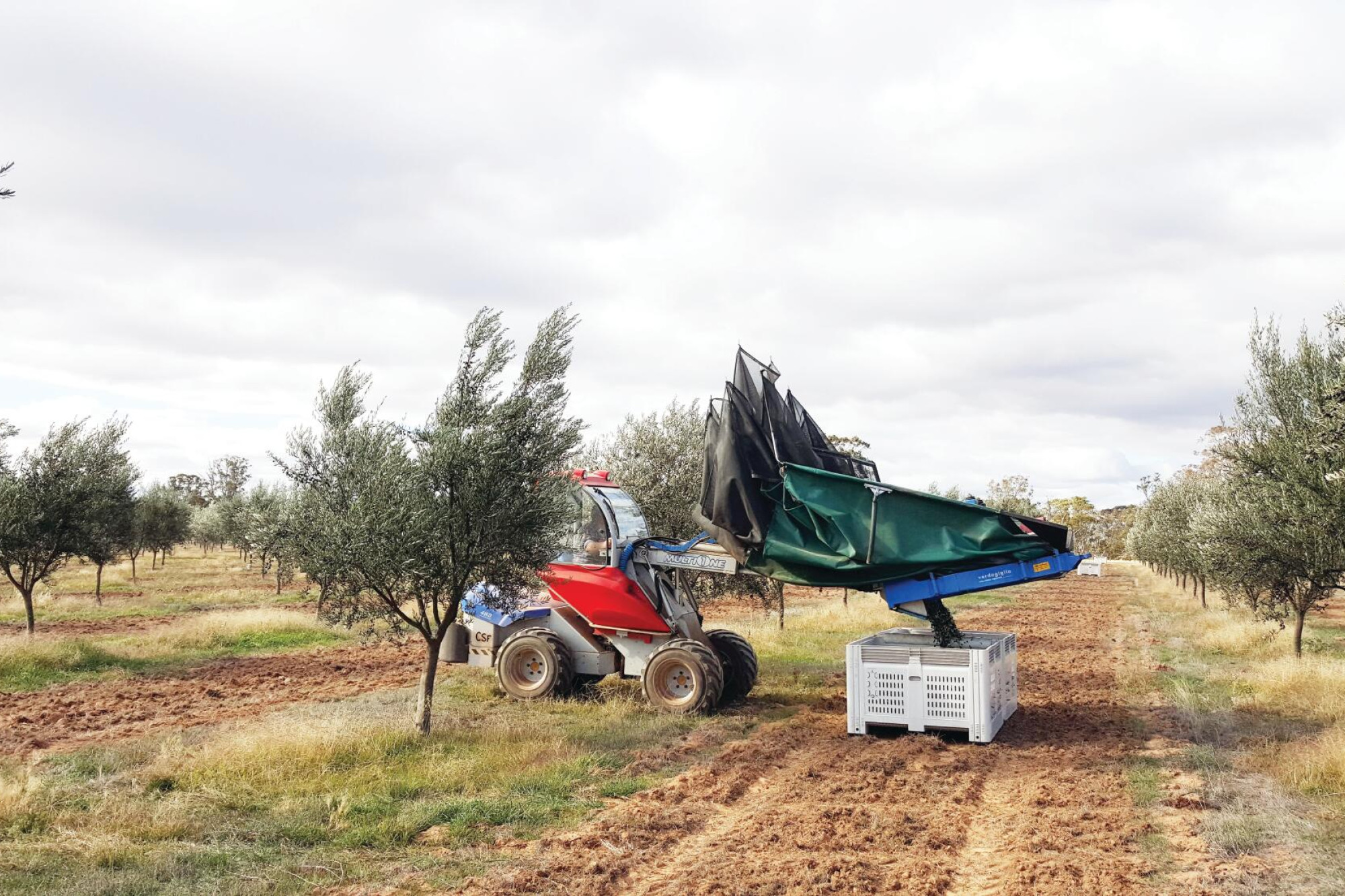 The Newbridge grove promotes its olive harvest
