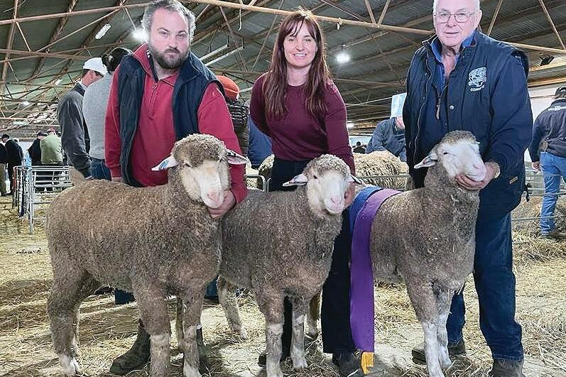 The Terrick West champion pen of three rams on display at Hay
