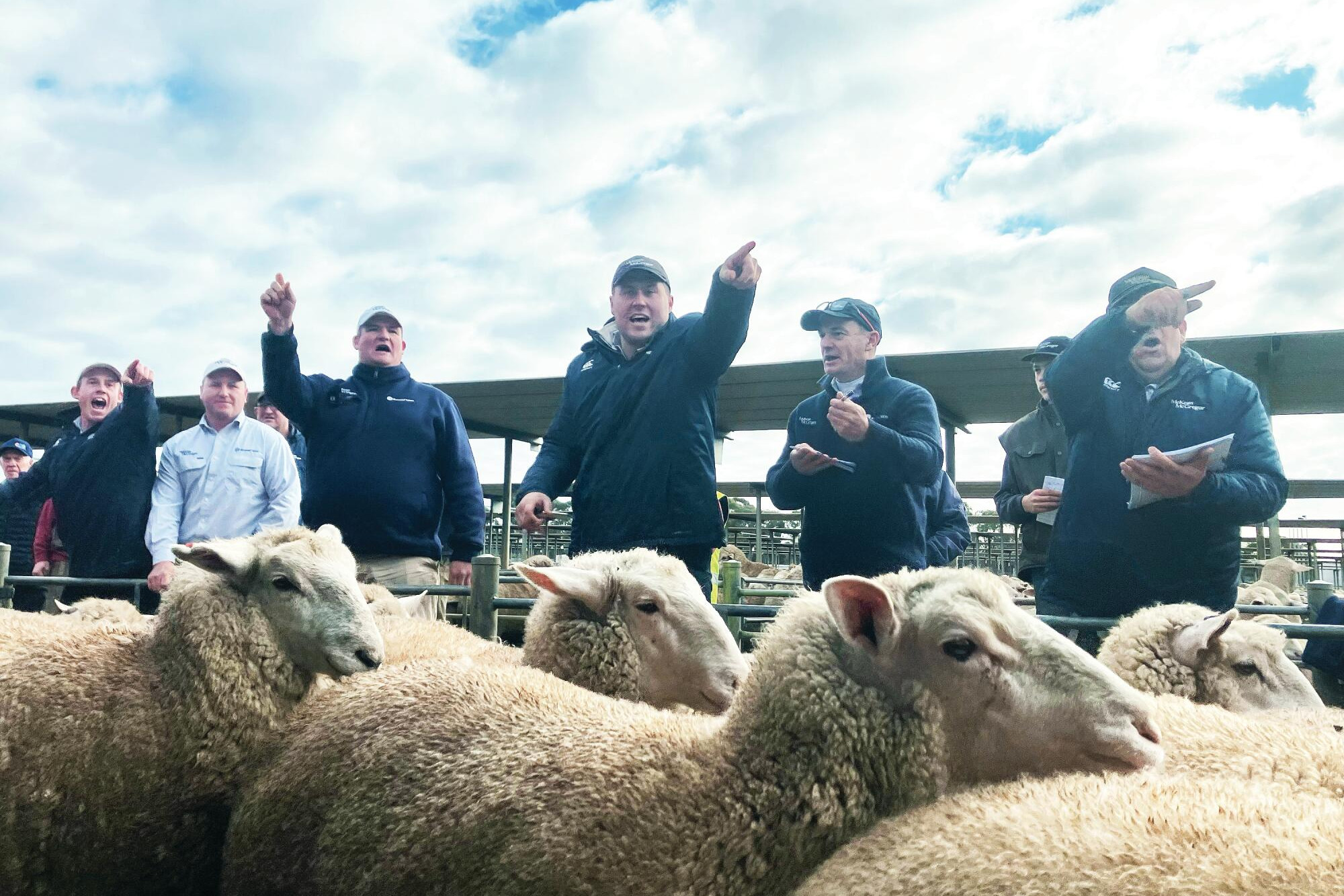 Lachie McAllister, Alexander Pollock, Alex Colins, Will Holt, Glen Rae and Drew Stratton selling the record price pen at Bendigo on Monday