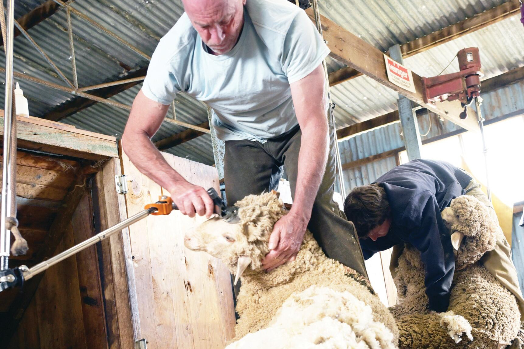 Wakool’s Campbell Robinson takes part of the annual Wedderburn shearing school. LH PHOTO