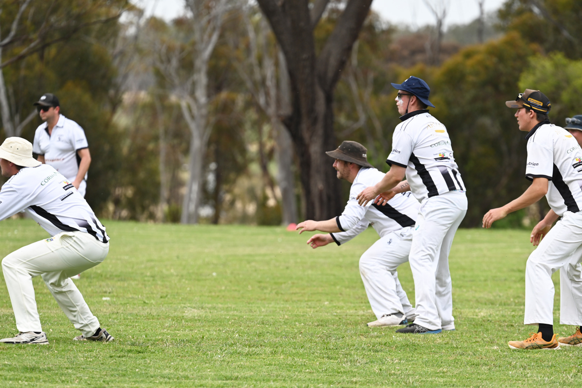 Rose colours illusionary Redback breakthrough - feature photo
