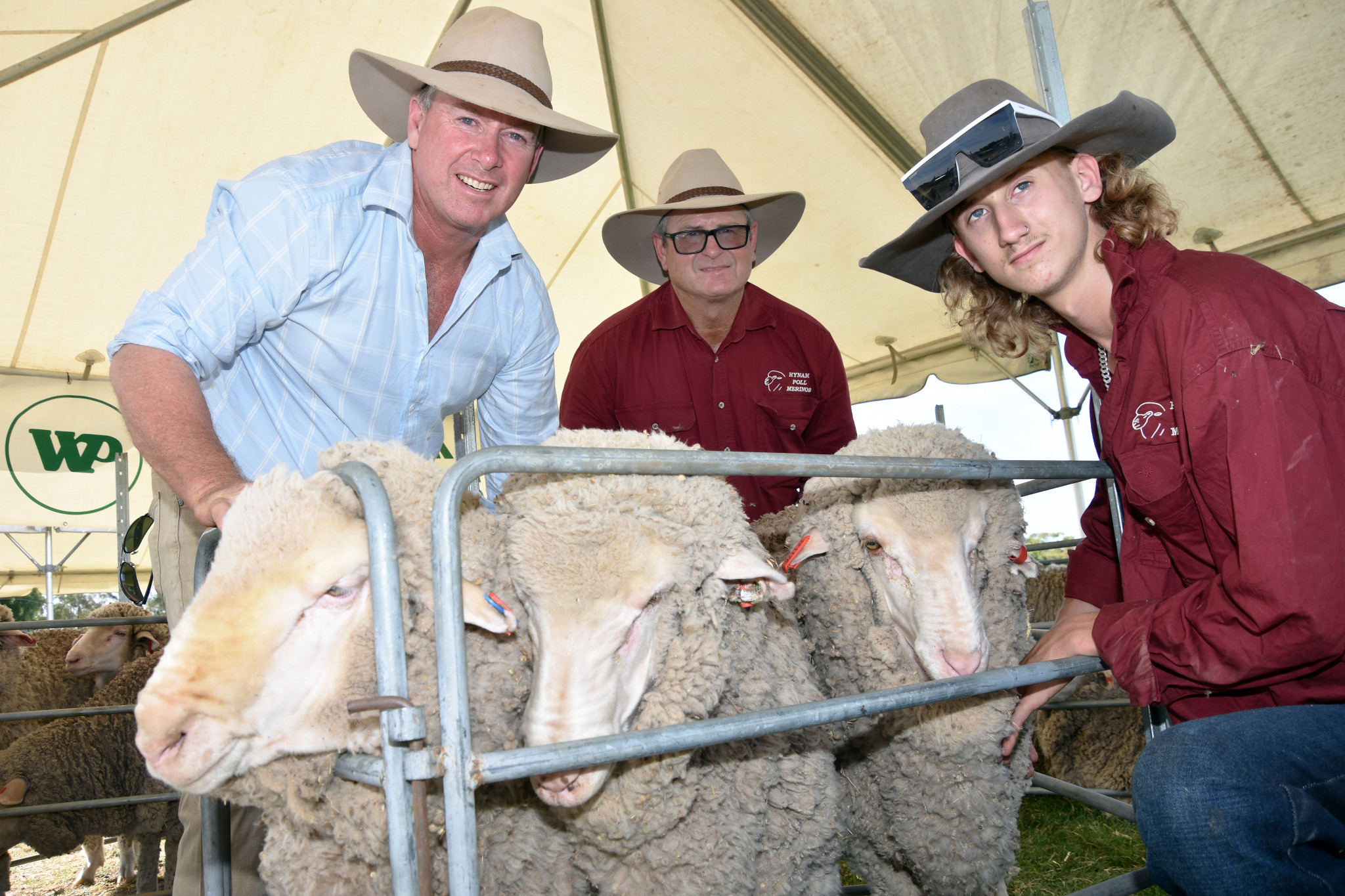 New studs will be part of Merino field day - feature photo