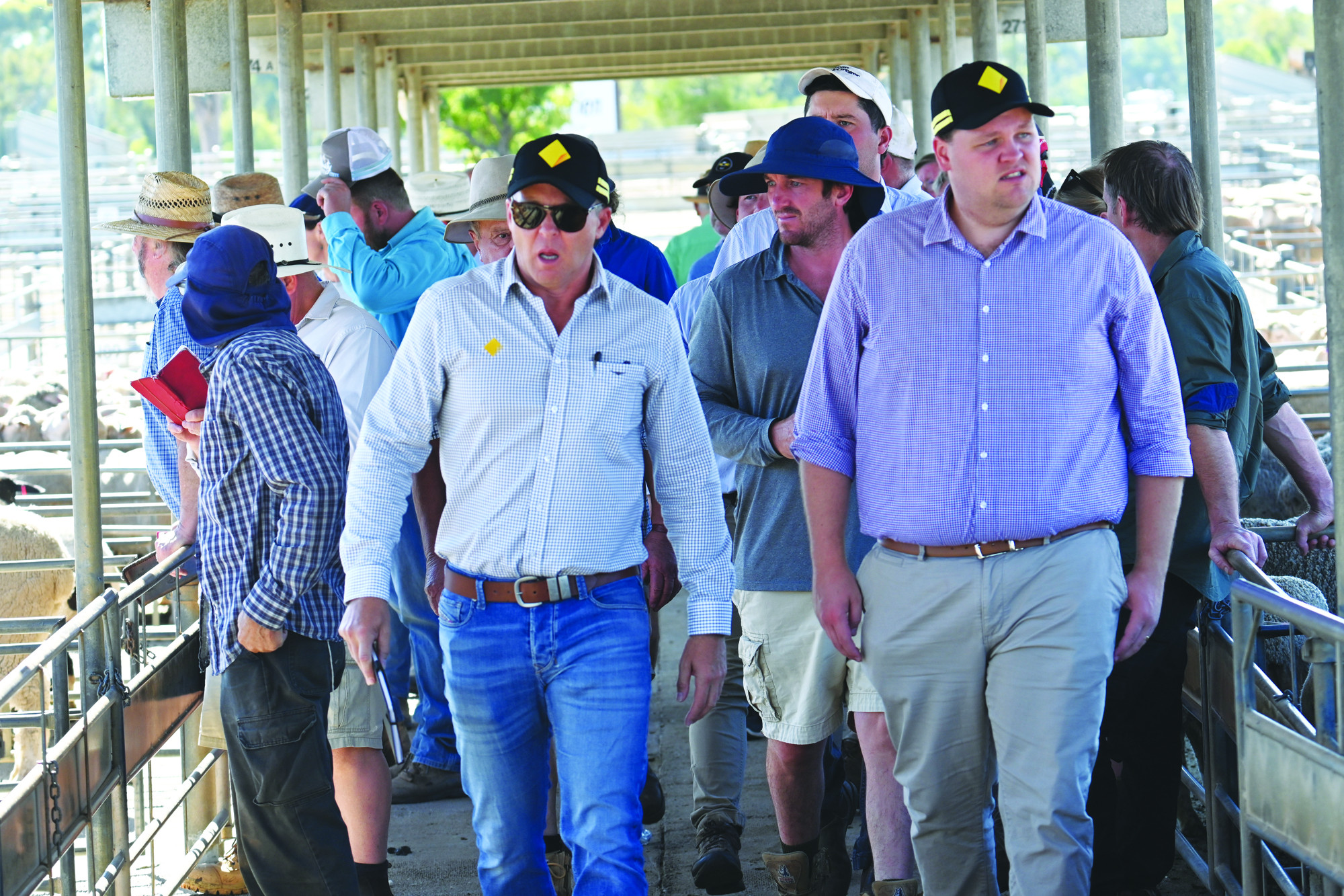 Prices for sheep and lambs as numbers ease - feature photo